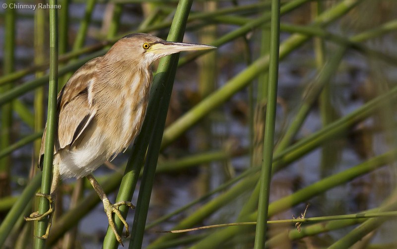 Yellow Bittern